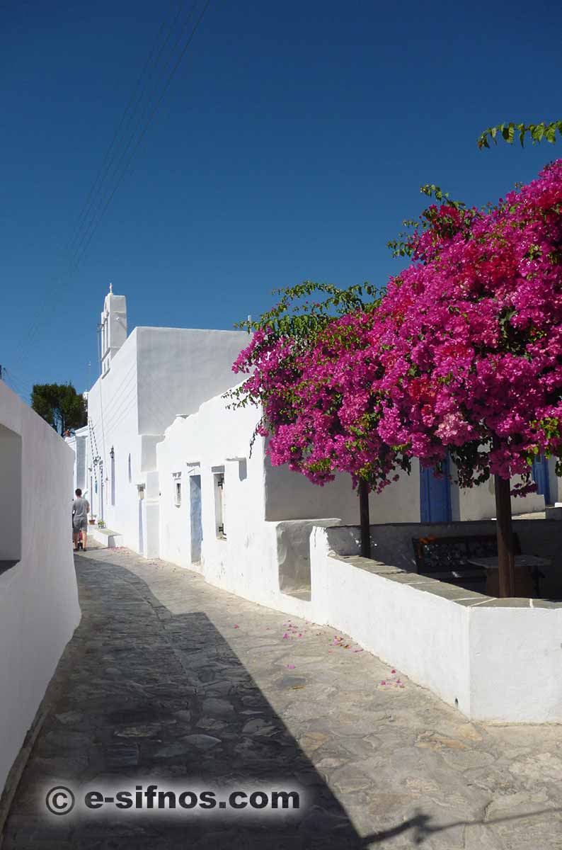 Bouganville in fiore in un vicolo di Artemonas