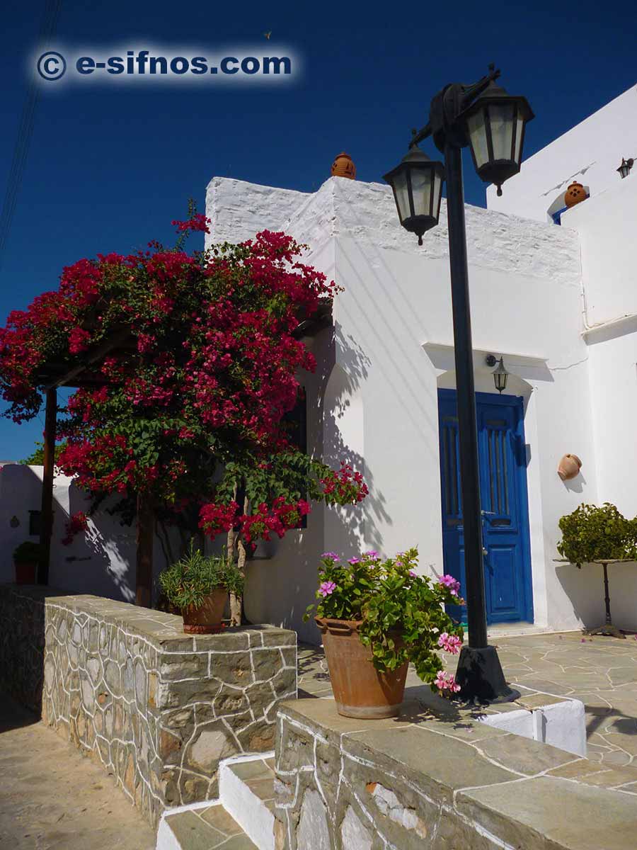 Bouganvillea in fiore ad Artemonas