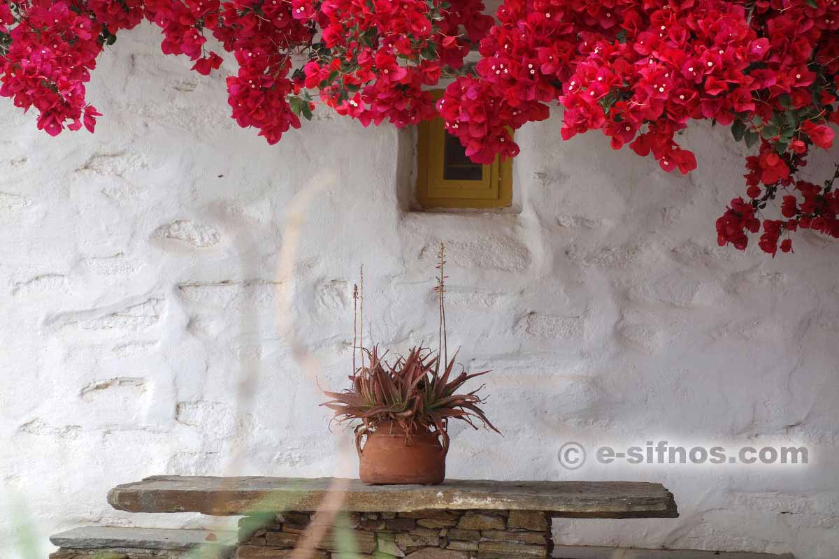 Bouganvillea in fiore ad Artemonas