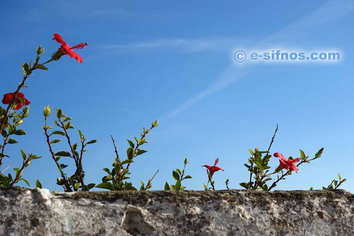 Ibisco in fiore nel villaggio di Agios Loukas
