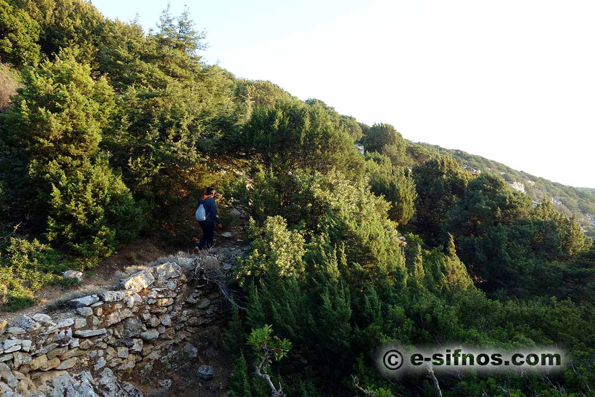 Sentiero nell’area Natura con ginepri