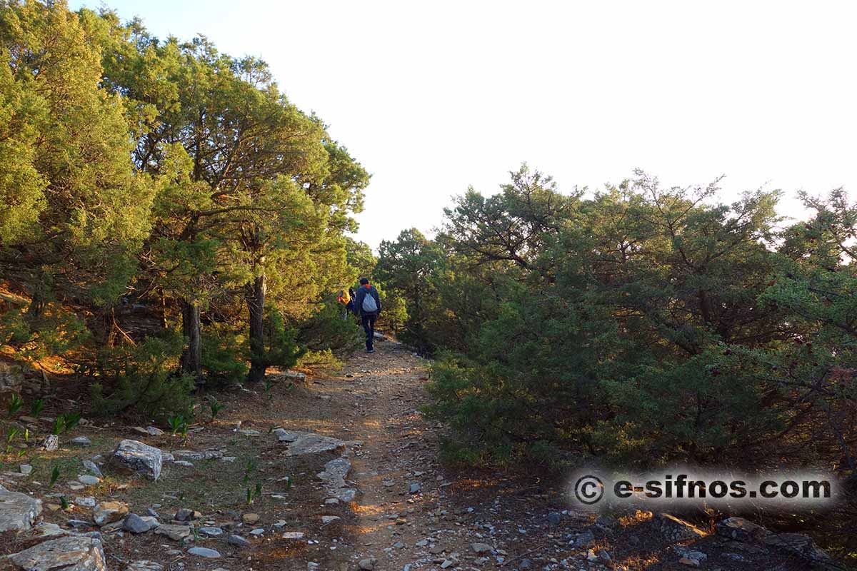 Sentiero con ginepri nell’area Natura