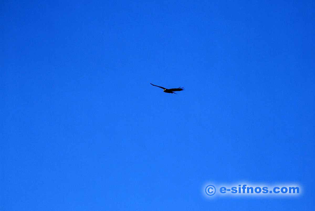 Falco a Sifnos