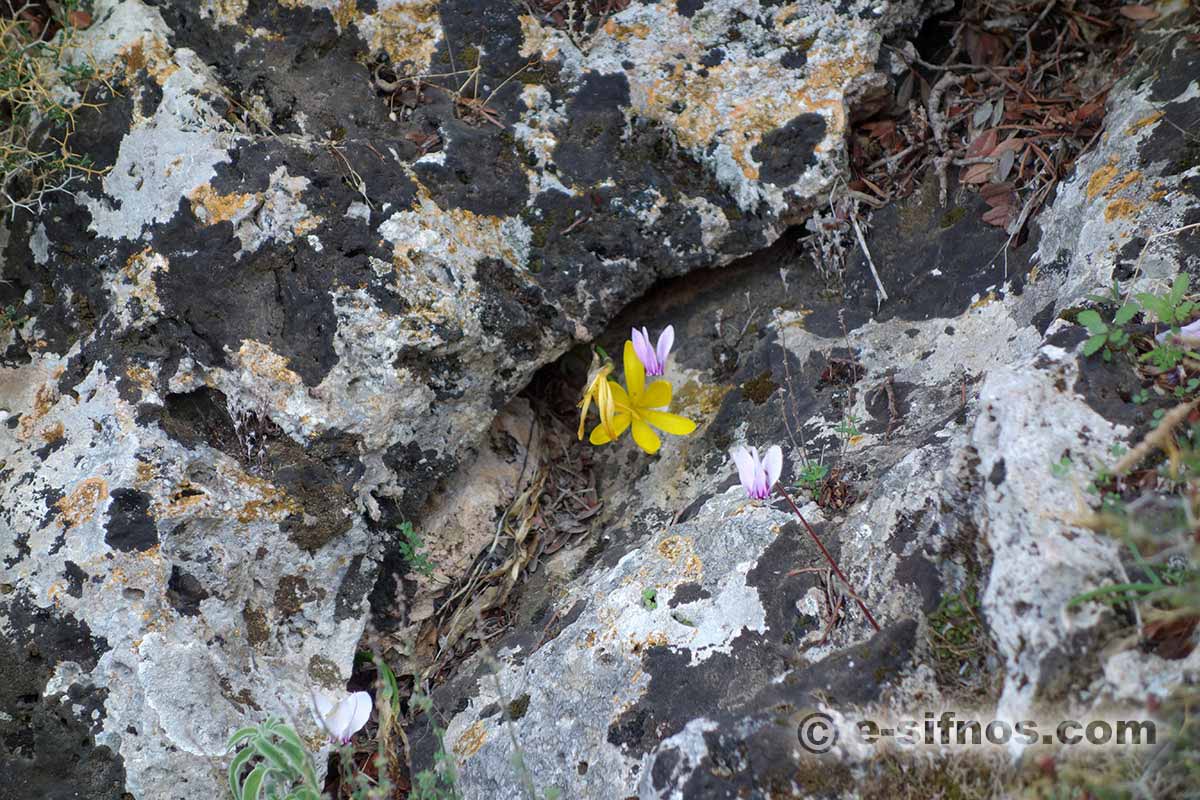 Paesaggio invernale con ciclamini in fiore