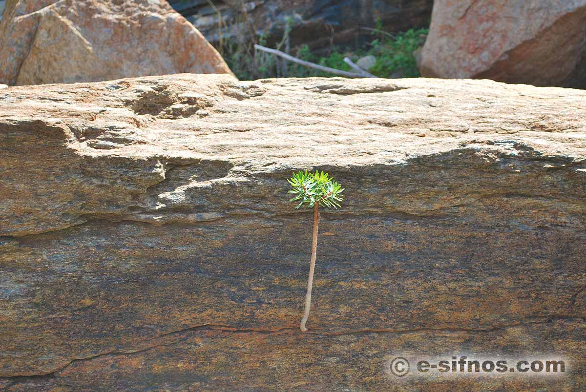 Pianta che cresce da una roccia