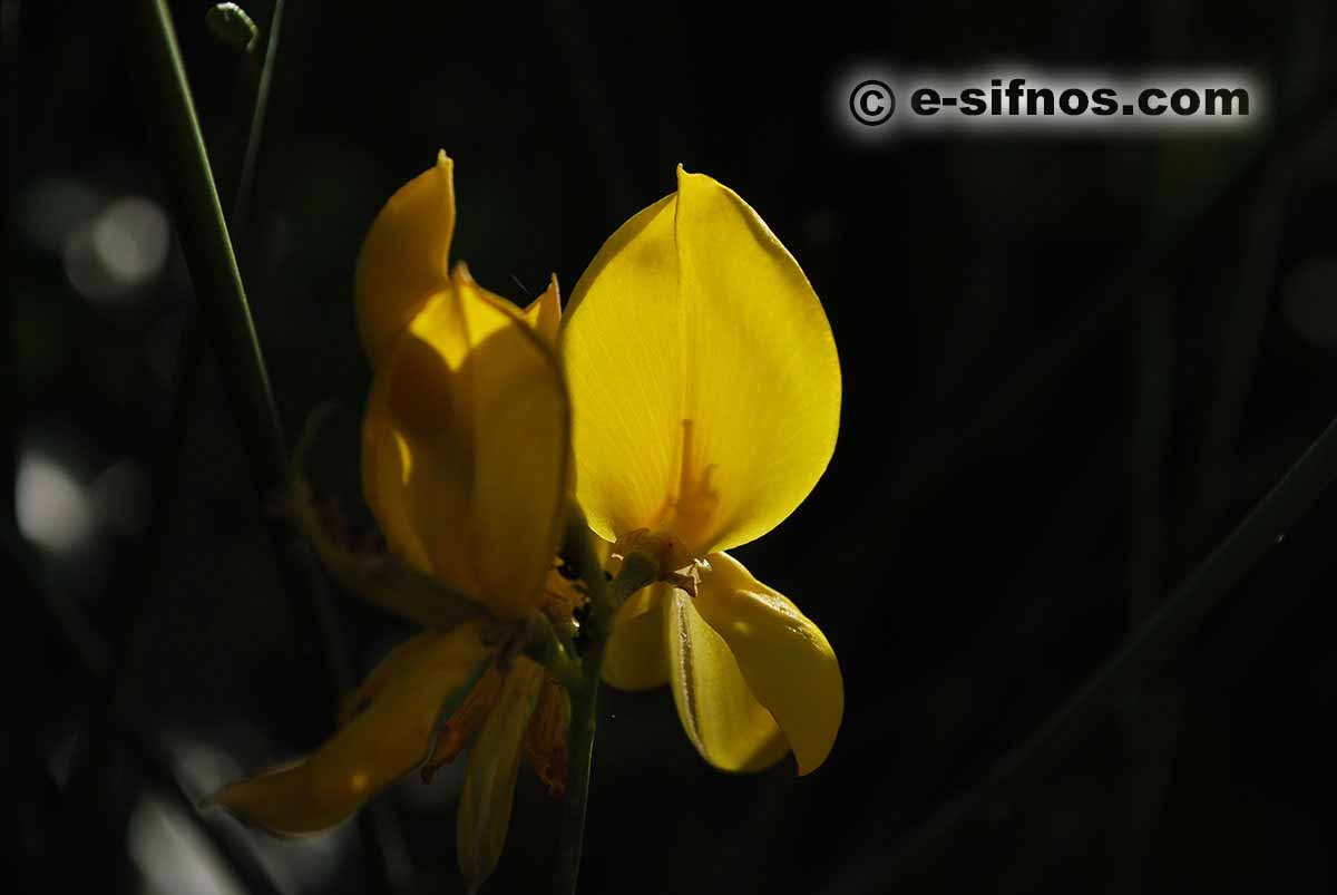 Ginestra in fiore