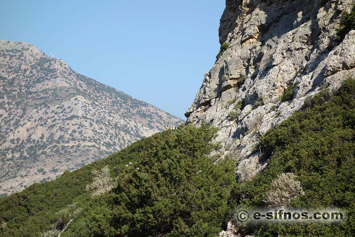Paesaggio con ginepri e lentischi a Sifnos