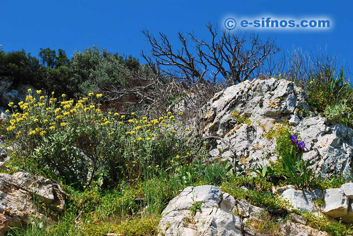 Paesaggio con fiori selvatici