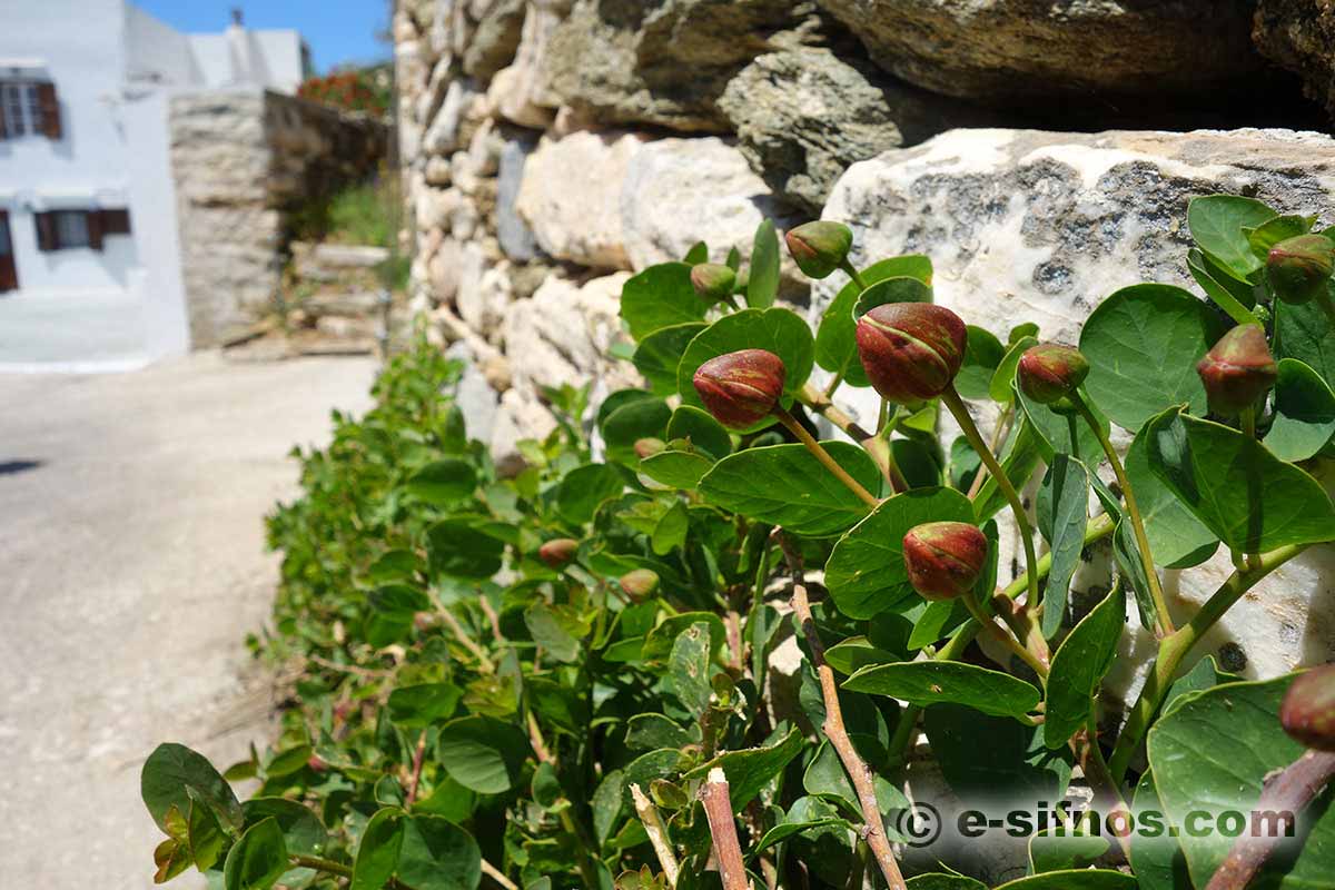 Capperi, una pianta che cresce ovunque a Sifnos